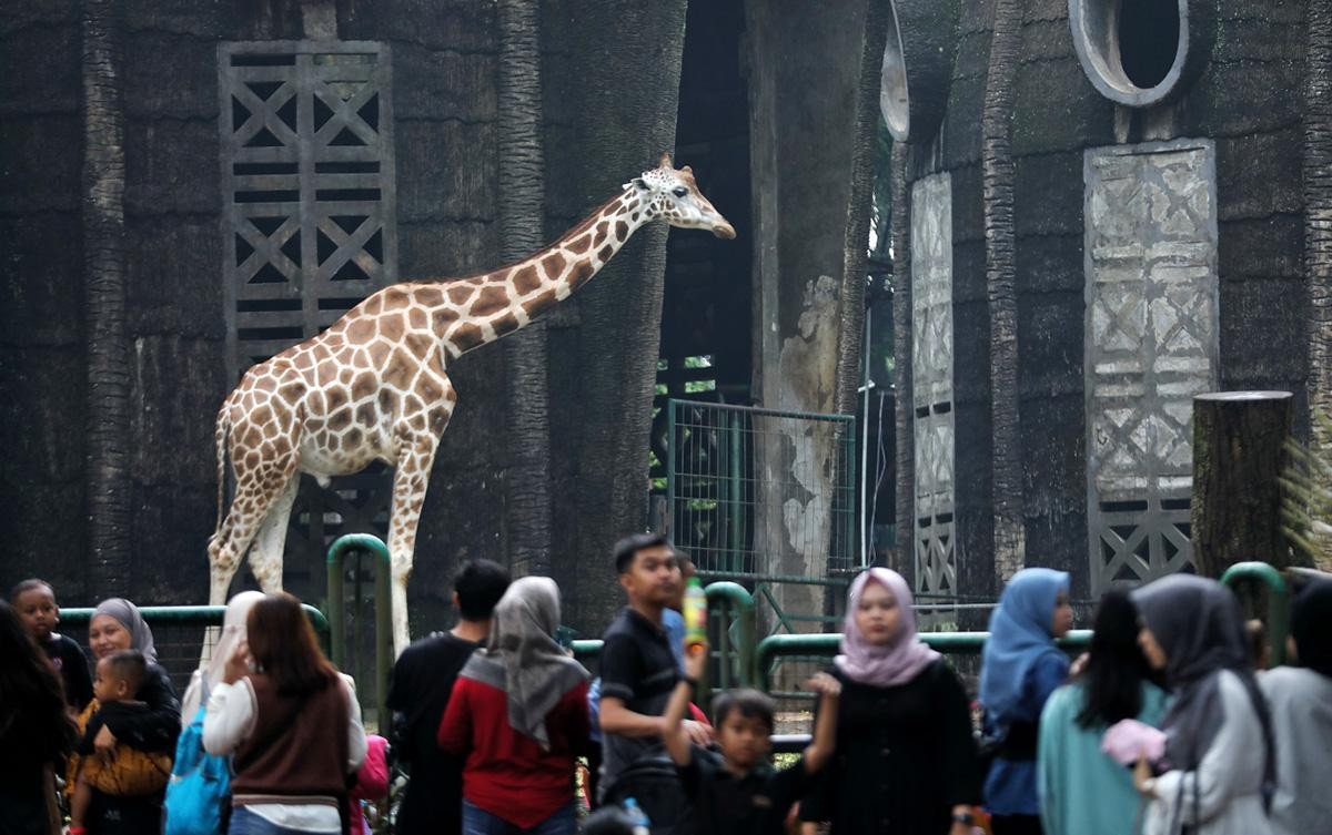 Ragunan Siap Meriahkan HUT ke-499 Jakarta dengan Beragam Kegiatan dan Akses Masuk Gratis 1 43e882dc3d6e36af0b5212eae22da5de 1