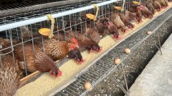 Kementan Kawal Stabilisasi Harga Telur, Serapan Mulai Menguat di Sentra Produksi 4 IMG 20260606 WA0002