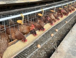 Kementan Kawal Stabilisasi Harga Telur, Serapan Mulai Menguat di Sentra Produksi