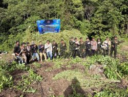 BNN Aceh Bersama Polres Nagan Raya Musnahkan 12 Hektar Tanaman Ganja di Kaki Pegunungan