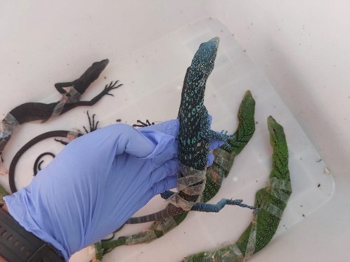 Gagalkan Penyelundupan Biawak Hidup di Bandara Soekarno-Hatta, Penegak Hukum Ungkap Jaringan Perdagangan Ilegal Satwa yang Meningkat 2 b4fdc542 d469 43f2 a301 e382a64c0636 20260815 7162297684045101001 1