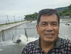 Udang Impor Ekuador Tekan Petambak Lokal: Kekhawatiran Kesehatan, Harga, dan Pasar Meningkat