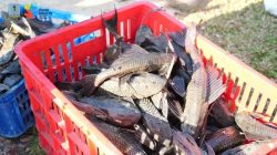 Kajian Ikan Sapu-sapu, Langkah Strategis Pengendalian Spesies Invasif dengan Anggaran Rp250 Juta 2 ikan sapu