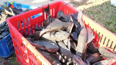 Kajian Ikan Sapu-sapu, Langkah Strategis Pengendalian Spesies Invasif dengan Anggaran Rp250 Juta