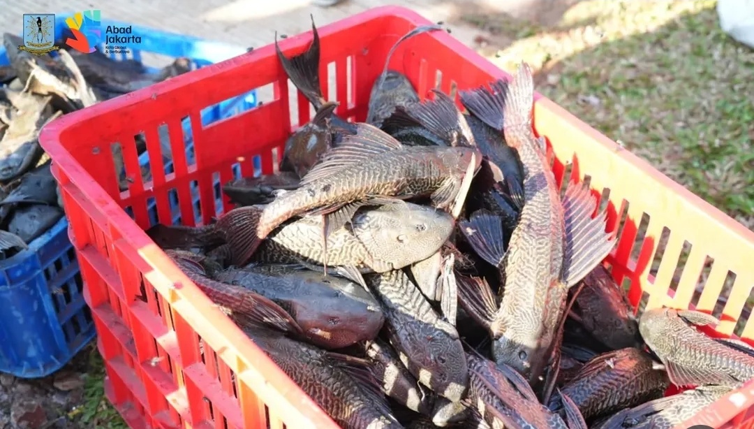 ikan sapu