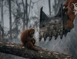 Paru-Paru Dunia yang Sedang Ngos-ngosan: Jejak Hijau Kalimantan dari Masa ke Masa