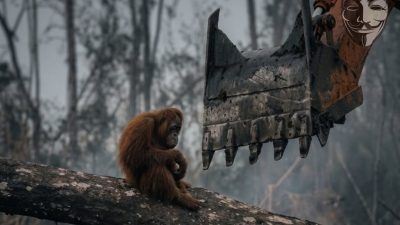 Paru-Paru Dunia yang Sedang Ngos-ngosan: Jejak Hijau Kalimantan dari Masa ke Masa
